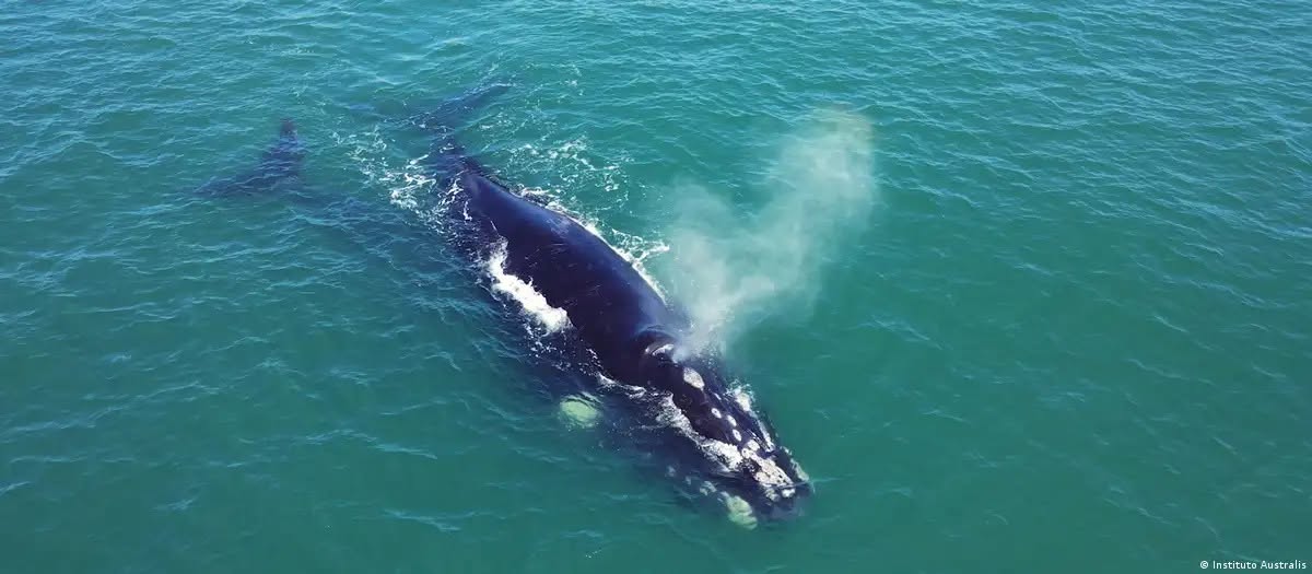 Após caça, baleia quase extinta no país enfrenta nova ameaça