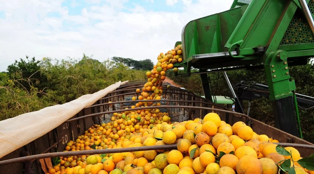 CAMINHO DO CAMPO: Citricultura encerra safra com alta de 4,2% nas contratações