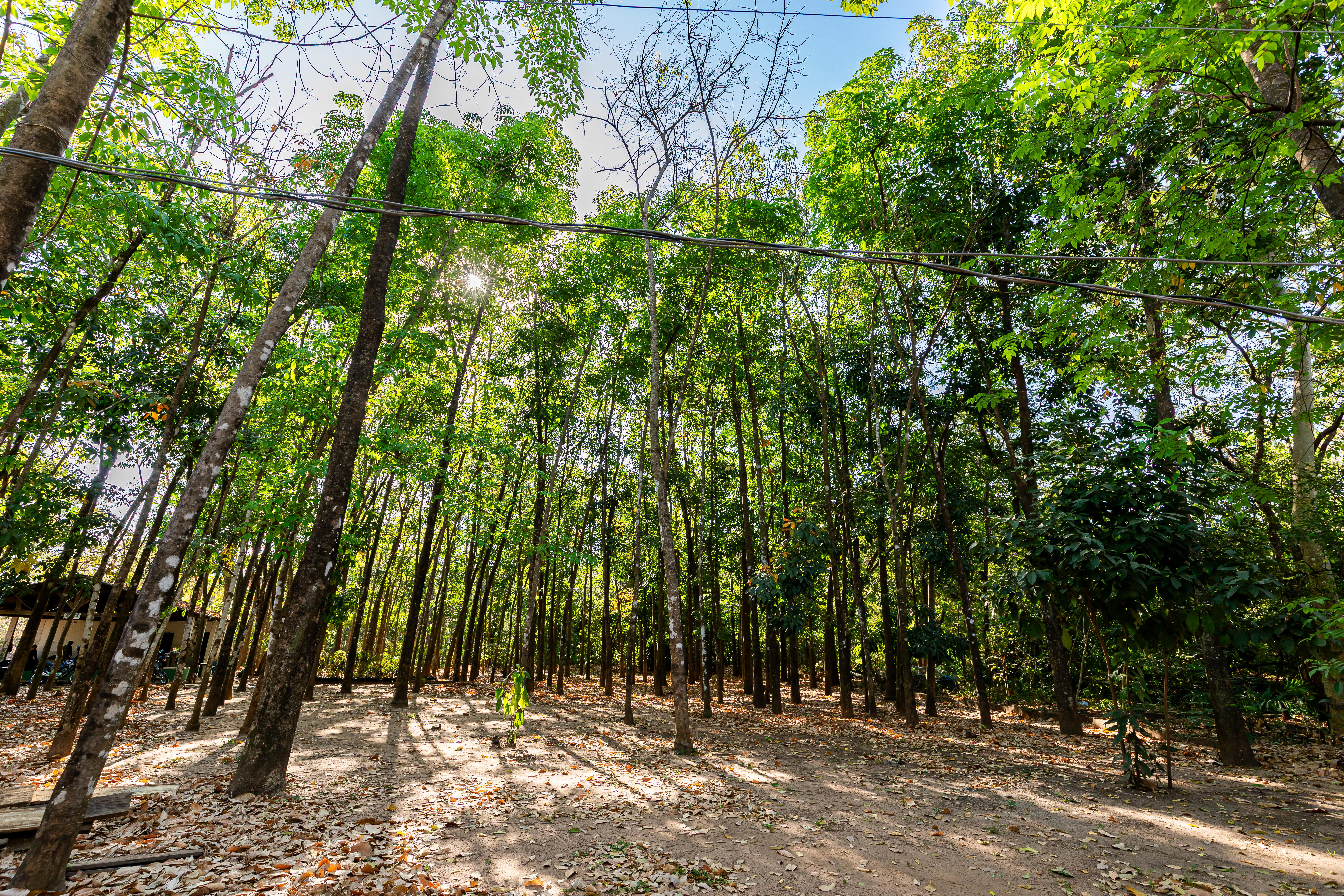 Avenida Beira Rio ganha 200 mudas no início do novo plano de arborização de Cuiabá