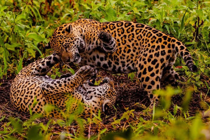 TURISMO DE NATUREZA: Pesquisa avalia impacto econômico do turismo de observação da onça-pintada no Pantanal